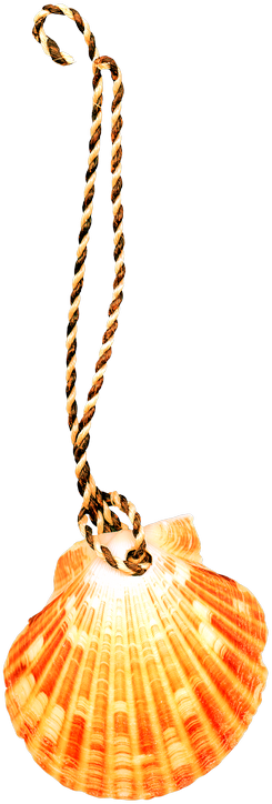 Png 683*2019 - Seashell (245x724), Png Download