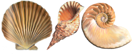 Documents And Designs Beach Sand With Shells Png - Shell (519x346), Png Download