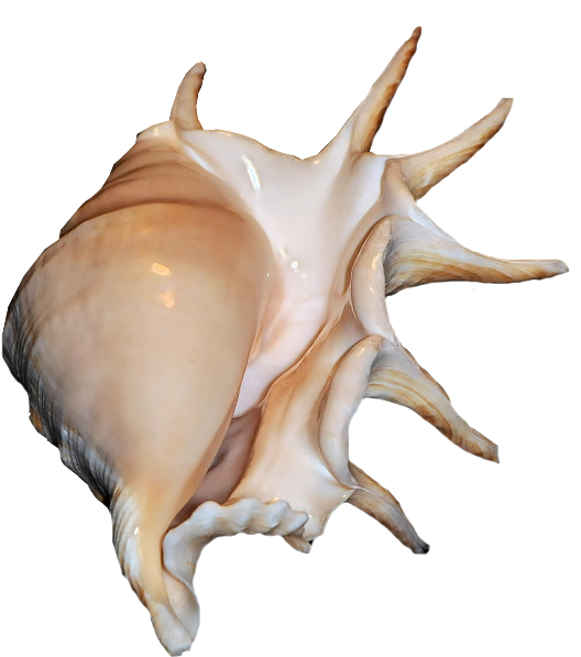 Coquillage1 - Coquillages Exotiques (572x596), Png Download
