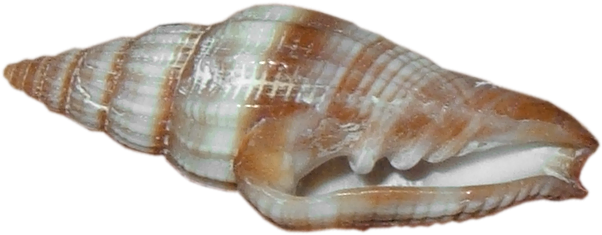 Beach Sand With Shells Png Download - Sea Snail Transparent Background (626x256), Png Download