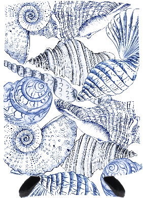Seashells Drink Hugger - Drink (612x612), Png Download