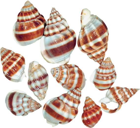 0, - Sea Snails Snail Png (600x551), Png Download