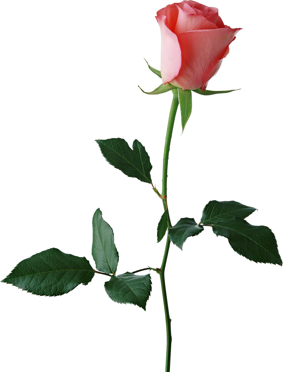 Rose Flower Transparent Background (973x1280), Png Download