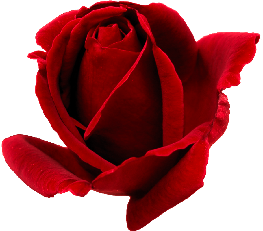Rose Bud Png (950x840), Png Download