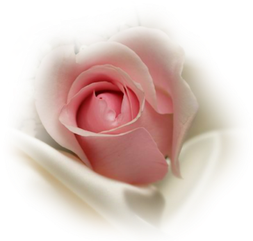 Pink Rosebud Insilk - Pink Rose Bud Png (380x380), Png Download