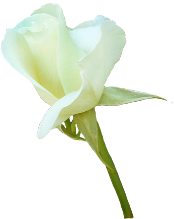 White Rose For Valentine's Day - Gardenia (354x454), Png Download