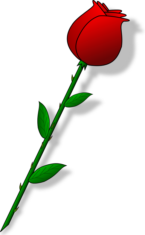 Rose In Png Format (485x785), Png Download