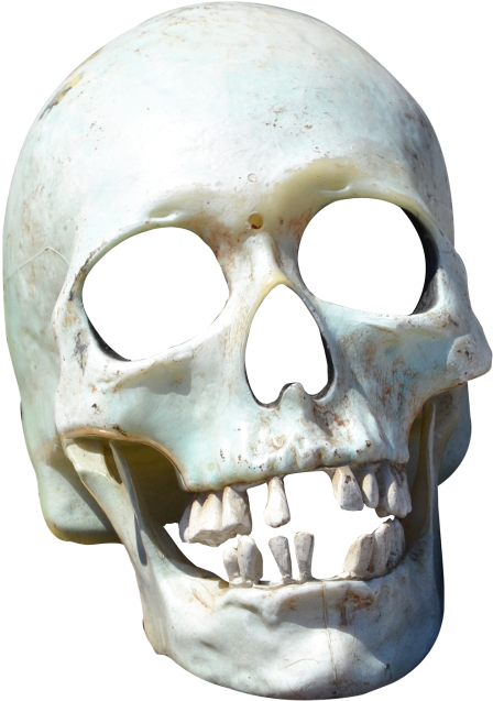 Skull Png Transparent Image - Skull Png (500x683), Png Download