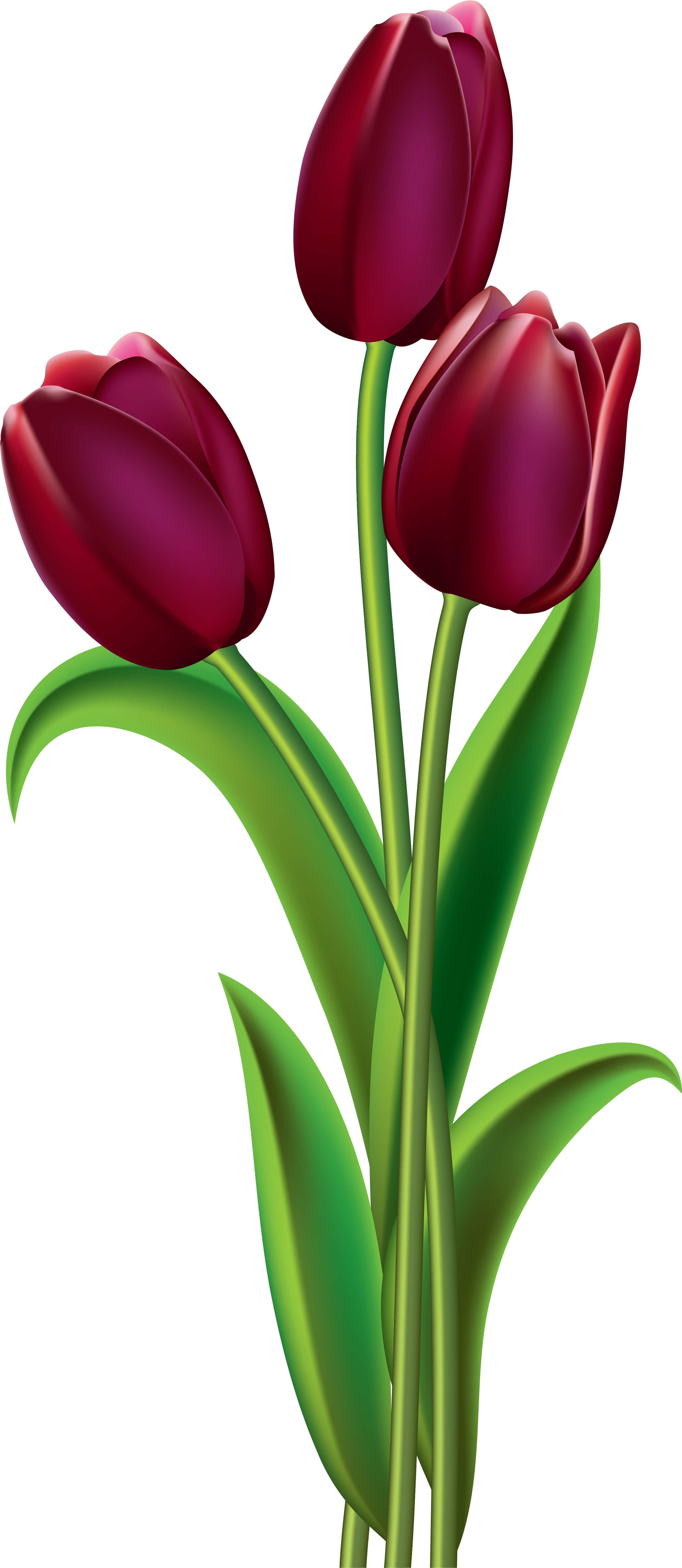 Яндекс - Фотки - Purple Tulips Clip Art (348x800), Png Download