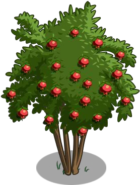 Pomegranate Tree 100-icon - Pomegranate Tree (300x400), Png Download
