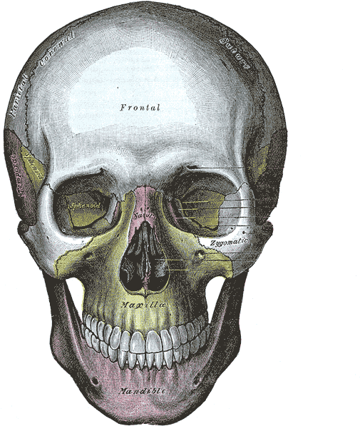 20, 13 December 2005 - Grays Anatomy Skull (582x600), Png Download