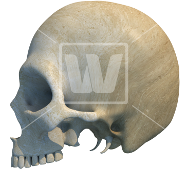 Skull Side View Png - Skull (363x550), Png Download
