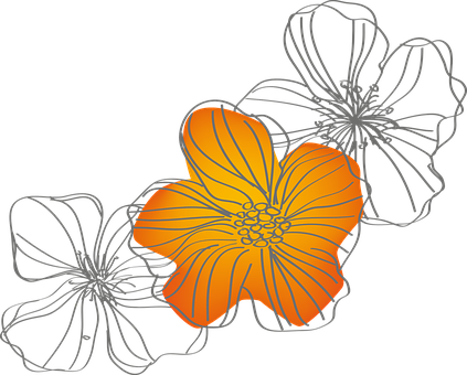 Flowers Spring Nature Orange Summer Yellow - Chinese Hibiscus (423x340), Png Download