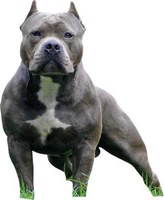 American Bully Psd Americanbullypsdpng - Pet Store Montego Bay (329x400), Png Download