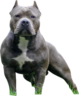 american bully store