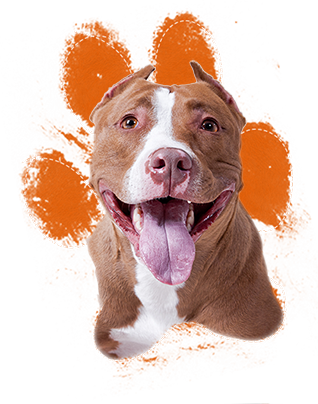 [pit Bulls] Are Among The Most Misunderstood And Because - American Pitbull Terrier Png (318x404), Png Download
