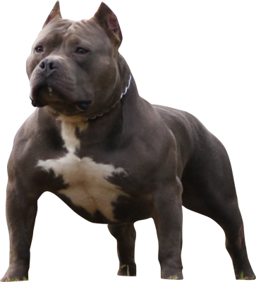Ear Crop American Bully (363x400), Png Download