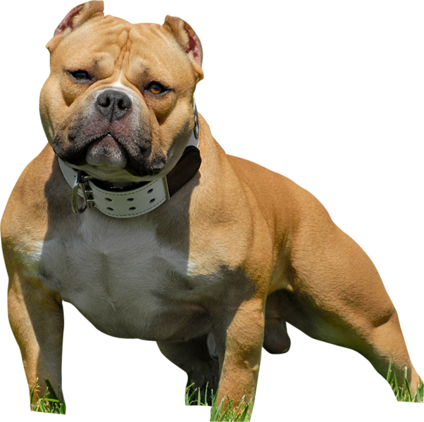 American Bully - American Bully Pitbull Png (602x600), Png Download