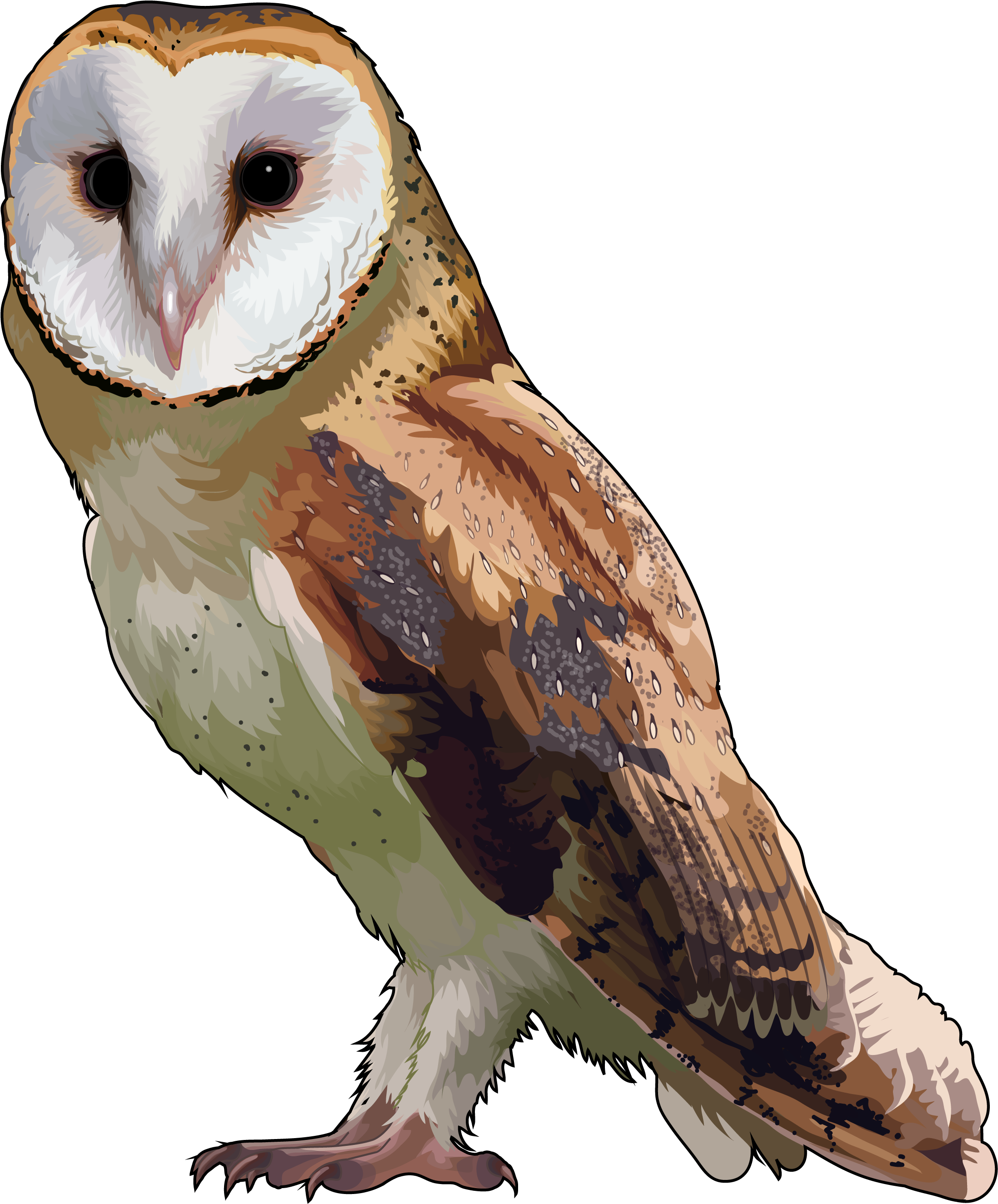 Lechuzas Sin Fondo Png (2333x4000), Png Download