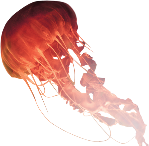 Medusa Package Includes Monthly Updates & Managed Hosting - Medusa De Mar Png (499x489), Png Download