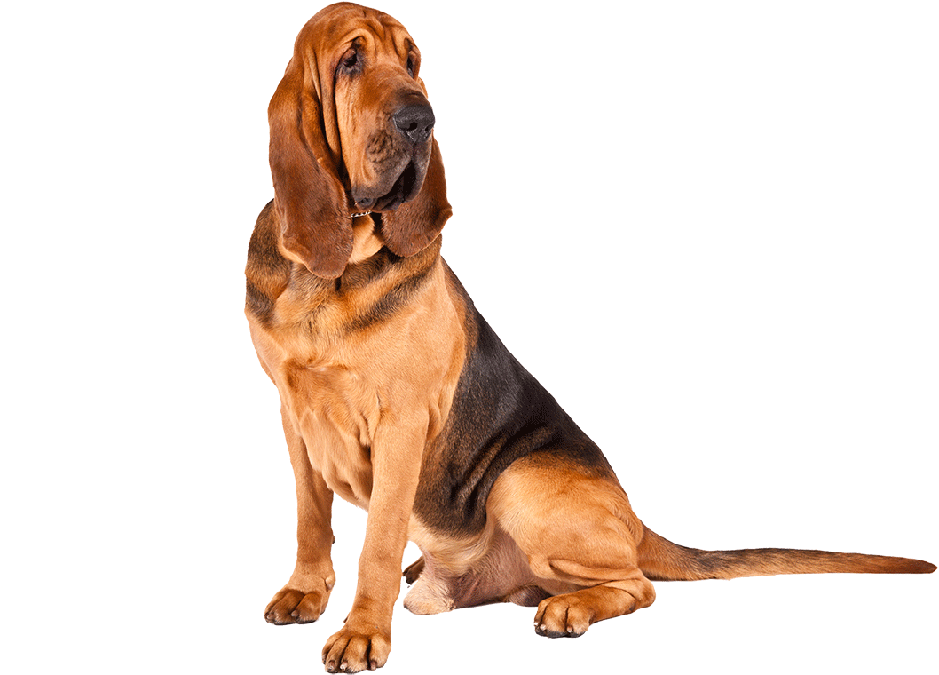 Bloodhound Dog Breed Information Pinterest A - Bloodhound Basset Hound Puppy (1170x780), Png Download