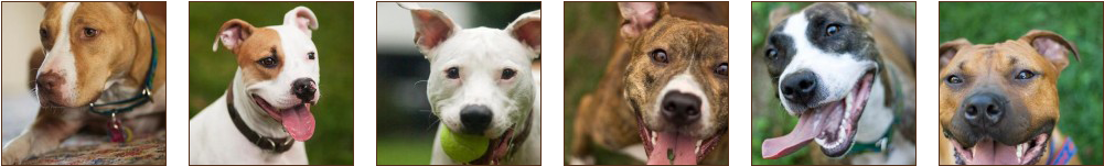 Axl - American Pit Bull Terrier (1000x250), Png Download
