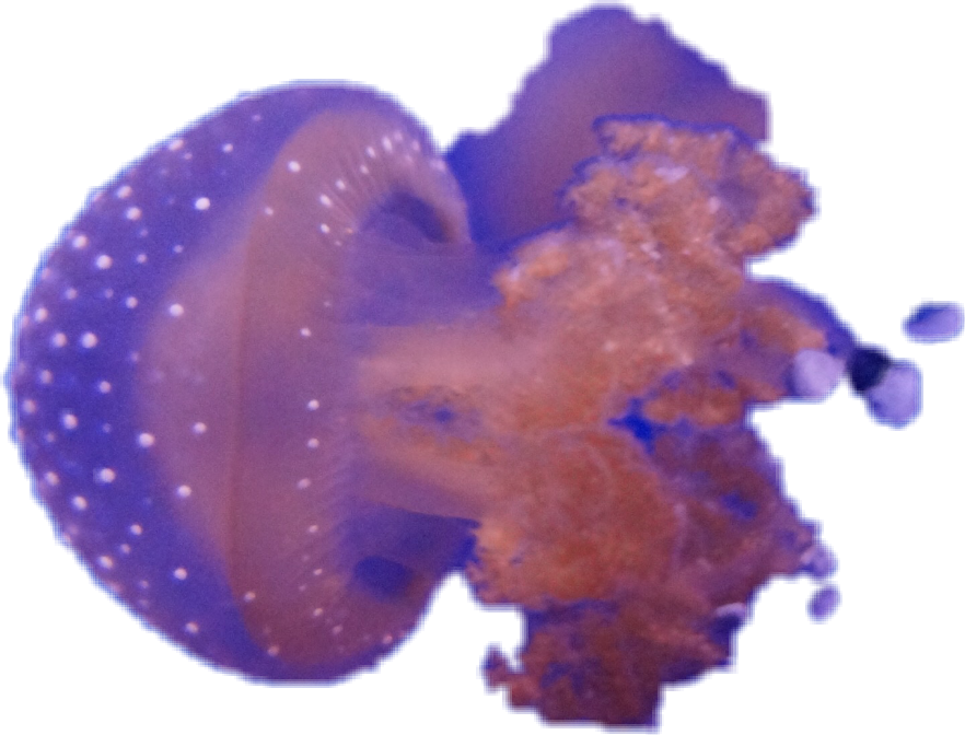 Report Abuse - Jellyfish (882x672), Png Download