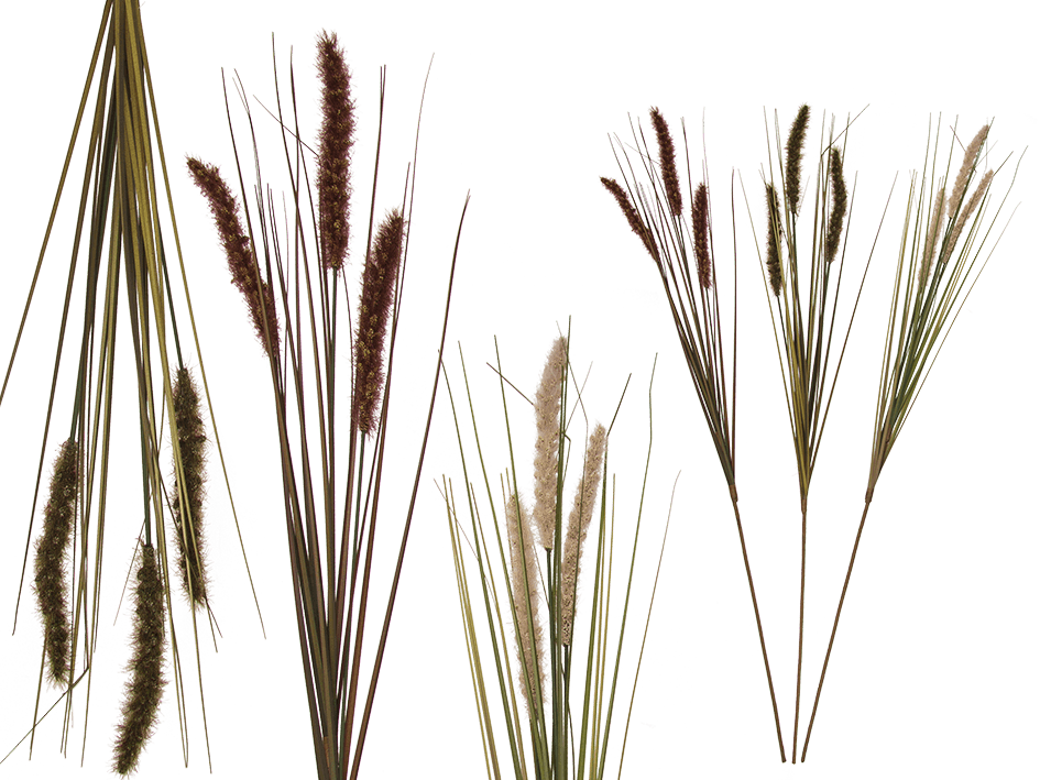 Graszweig (945x709), Png Download