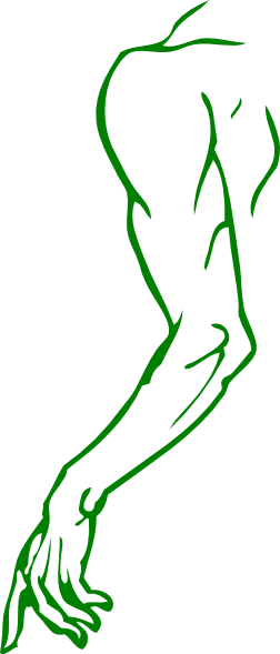Arm - Arm Clip Art (252x589), Png Download