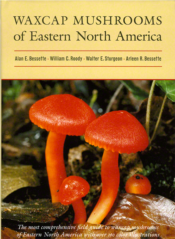 Waxcap Mushrooms Of Eastern North America (1000x1000), Png Download