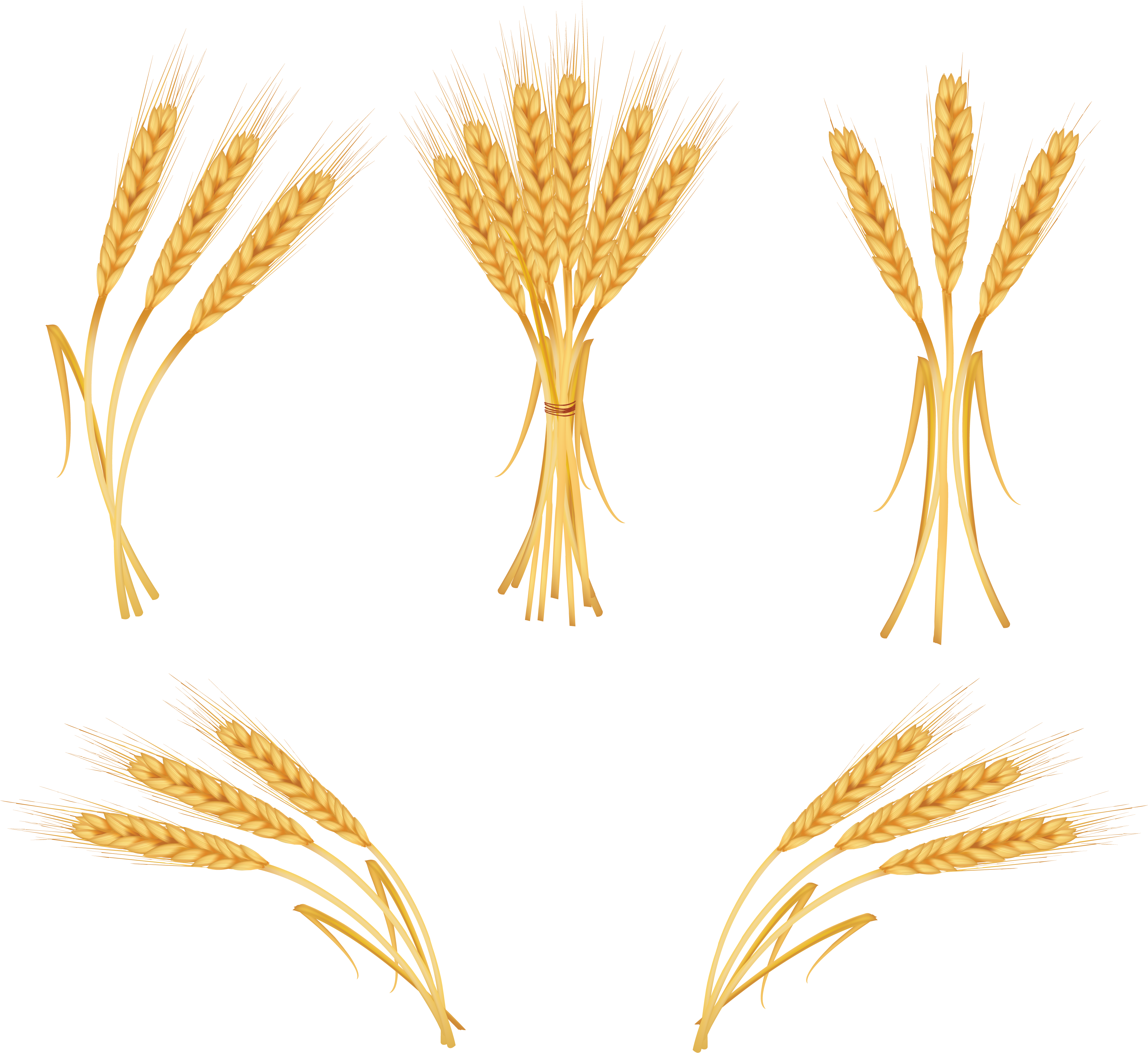 Wheat Ears (4112x3783), Png Download