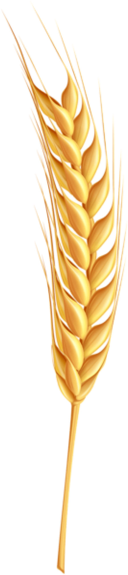 Free Png Wheat Png Images Transparent - Coeliac Disease: What You Need To Know (480x2029), Png Download