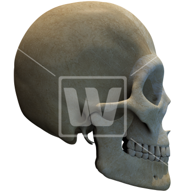 Side View Skull Graphic - Skull (363x550), Png Download