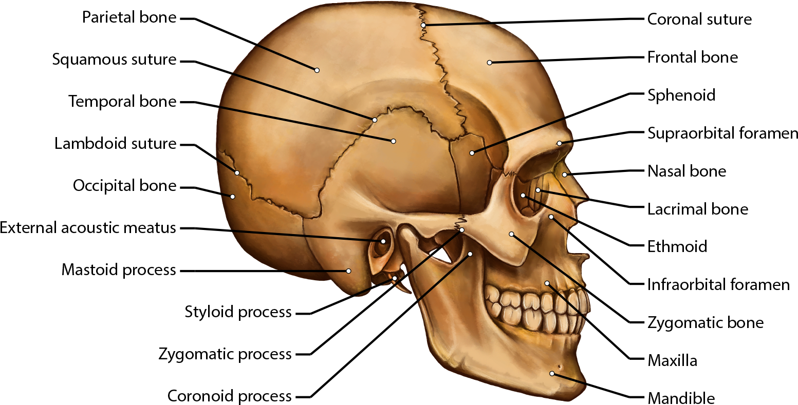 Skull (1594x800), Png Download
