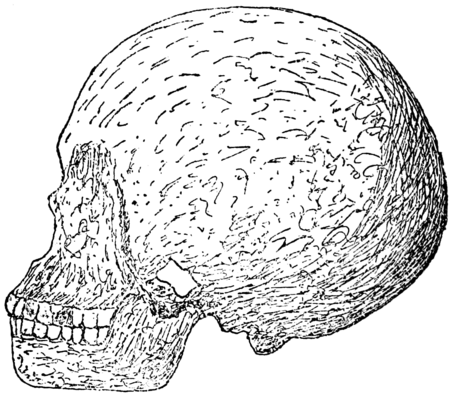 Side View Of The Skull Of The Negroid Youth From The - Drawing (450x396), Png Download