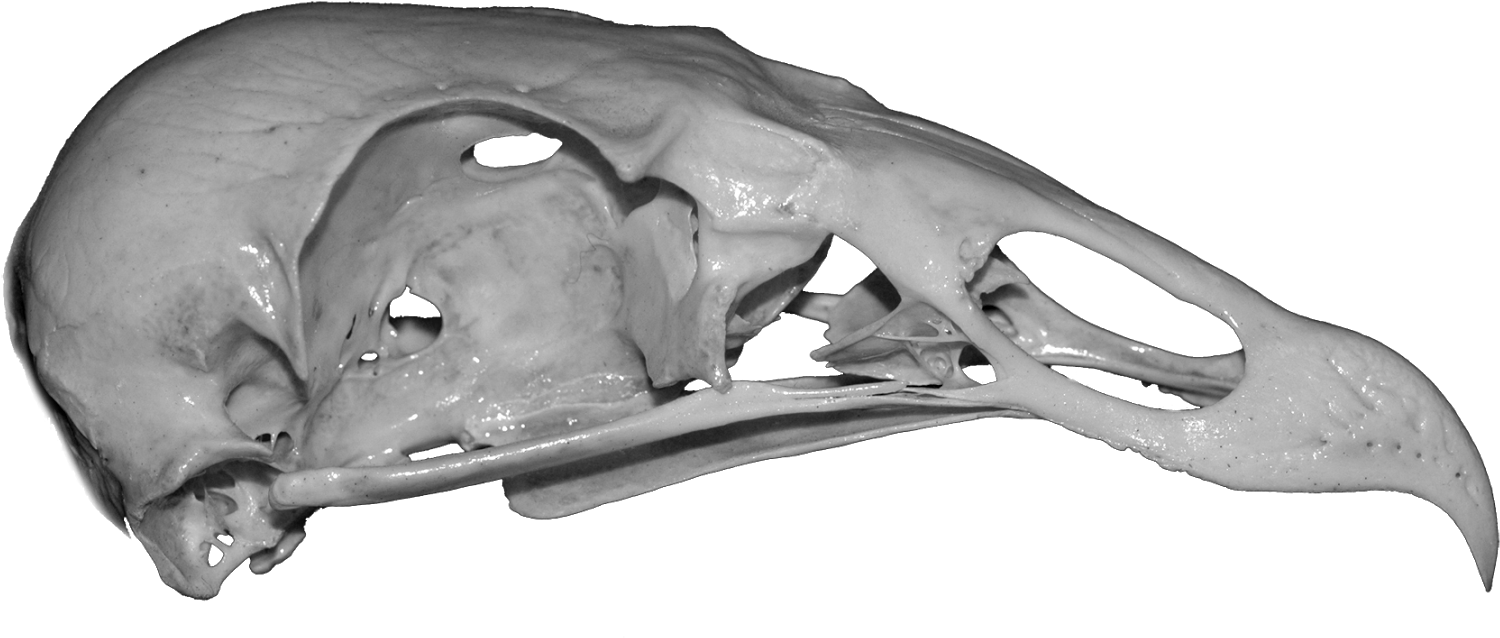 The Only Entrance To This Humble Abode Is A Partially-detached - Monochrome (1600x798), Png Download