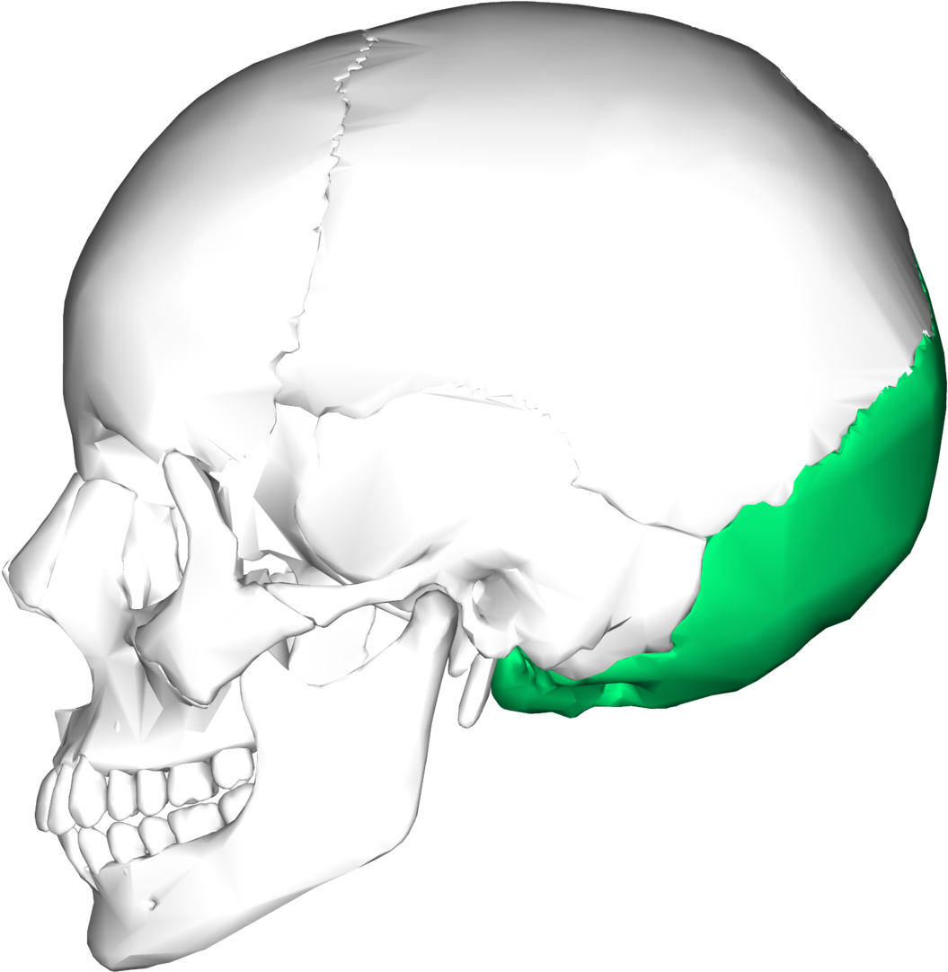 Hueso Occipital (1200x1200), Png Download