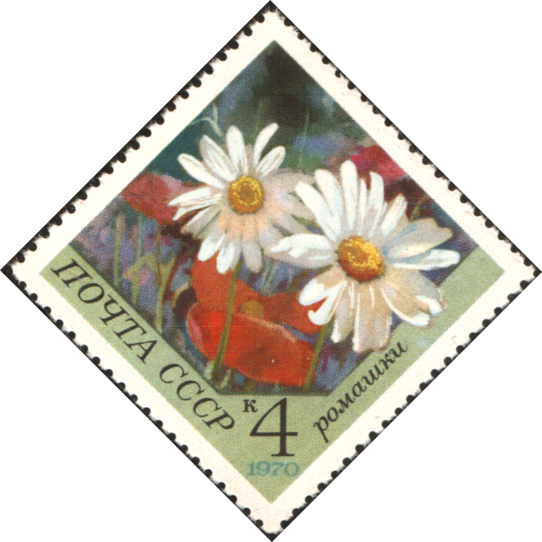 240 × 240 Pixels - African Daisy (768x768), Png Download