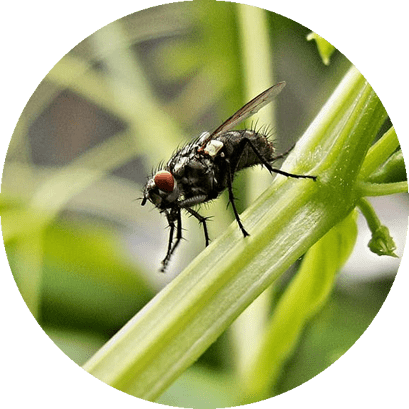Preço Da Dedetização De Moscas - Greenhouse Pest Control (409x409), Png Download
