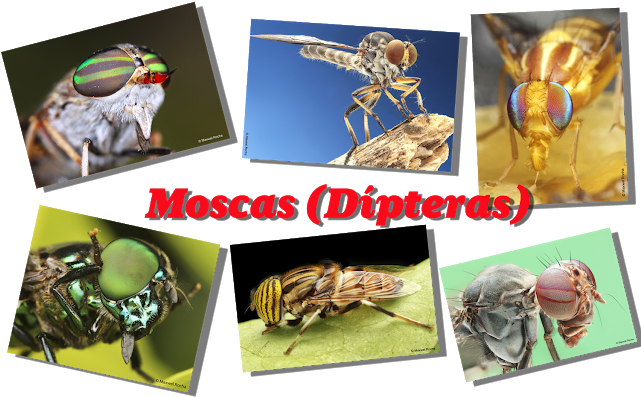 Macrofotografia - Fotografando Moscas - Hornet (640x427), Png Download