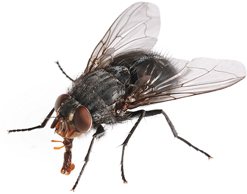 Hd Image Png Animals (502x408), Png Download