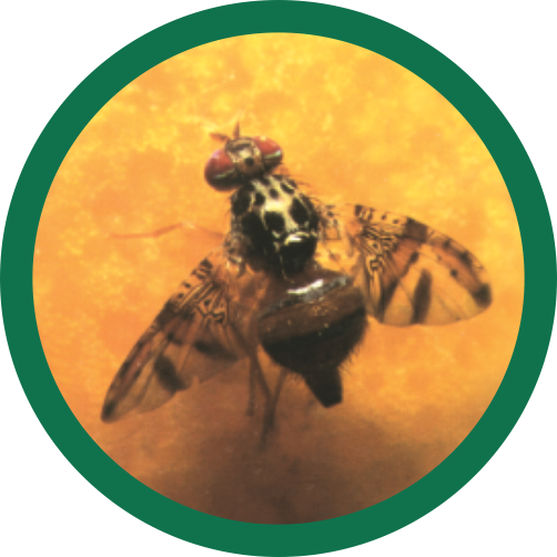 Ceratitis Capitata - Mosca Do Mediterrâneo (502x502), Png Download