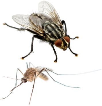 Moscas Y Mosquitos - House Fly (400x400), Png Download