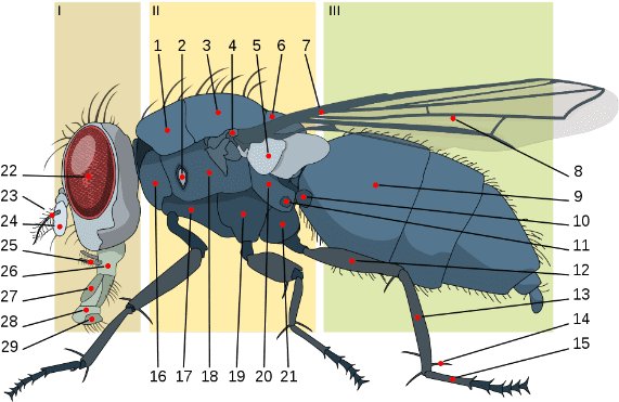 Los Expertos Estiman Que Las Moscas Domésticas Adultas - Anatomy Of A Housefly (598x397), Png Download