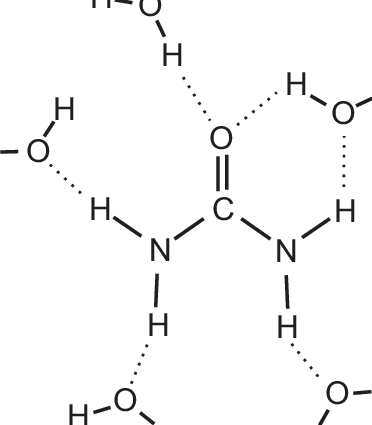 Solvation Structure Of The Urea Molecule From Our Experiments - Shell Of Hydration Urea (372x425), Png Download