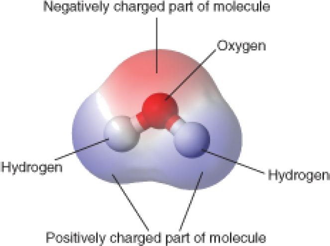 This Model Shows The Arrangement Of Oxygen And Hydrogen - Water Molecule (717x527), Png Download