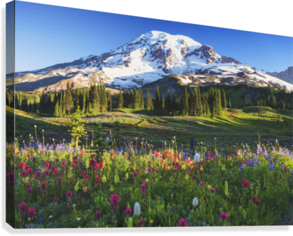 Mount Rainier And Wildflowers In A Meadow Mount Rainier - Paradise Valley Mt Rainier (428x344), Png Download
