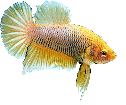 Swiss Betta Club, Founded In 2000 Is - Pomacentridae (478x400), Png Download