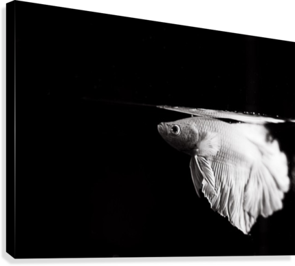 Icy Betta Canvas Print - Marine Mammal (429x386), Png Download