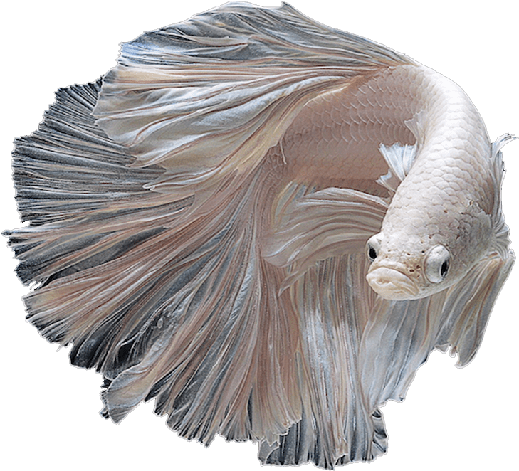 Betta - Albino Siamese Fighting Fish (1200x800), Png Download